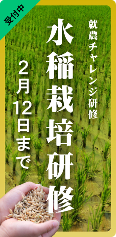 水稲栽培研修