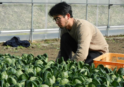 山本悠生氏写真（収穫作業）