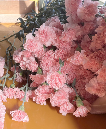 カーネーションの写真