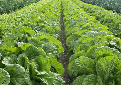 冬季露地野菜の写真