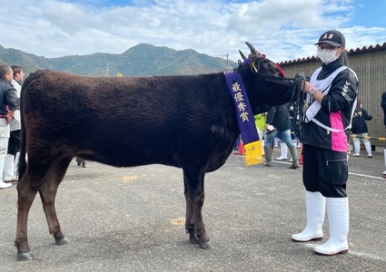 兵庫県畜産共進会肉用牛のコンテスト上位入賞