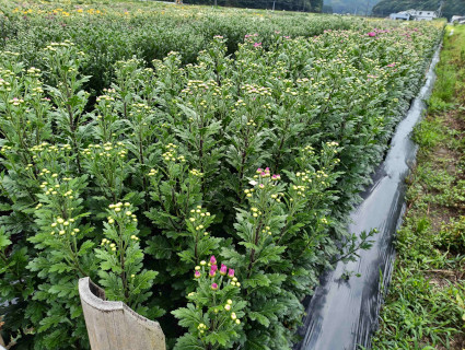 収穫間近の小ギク