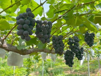 実るぶどうの写真