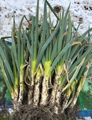 収穫した岩津ねぎ