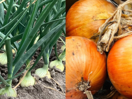 生育中と乾燥たまねぎ