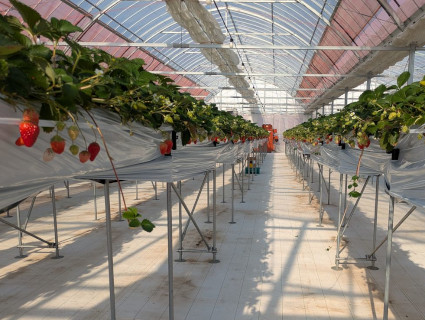 高設ベンチでの栽培の様子