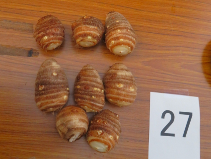 サトイモ（石川早生）の写真