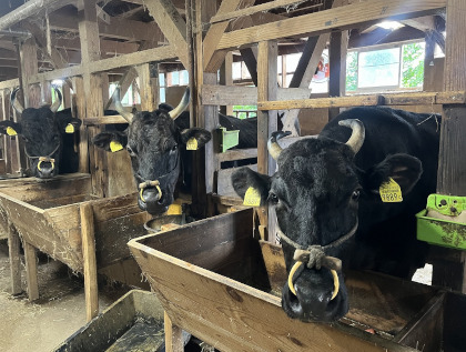 佃さんが飼育する但馬牛繁殖母牛の写真